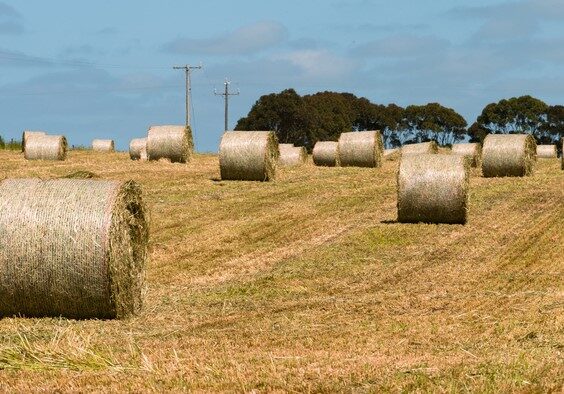 Landscape of Hay bales in a paddock